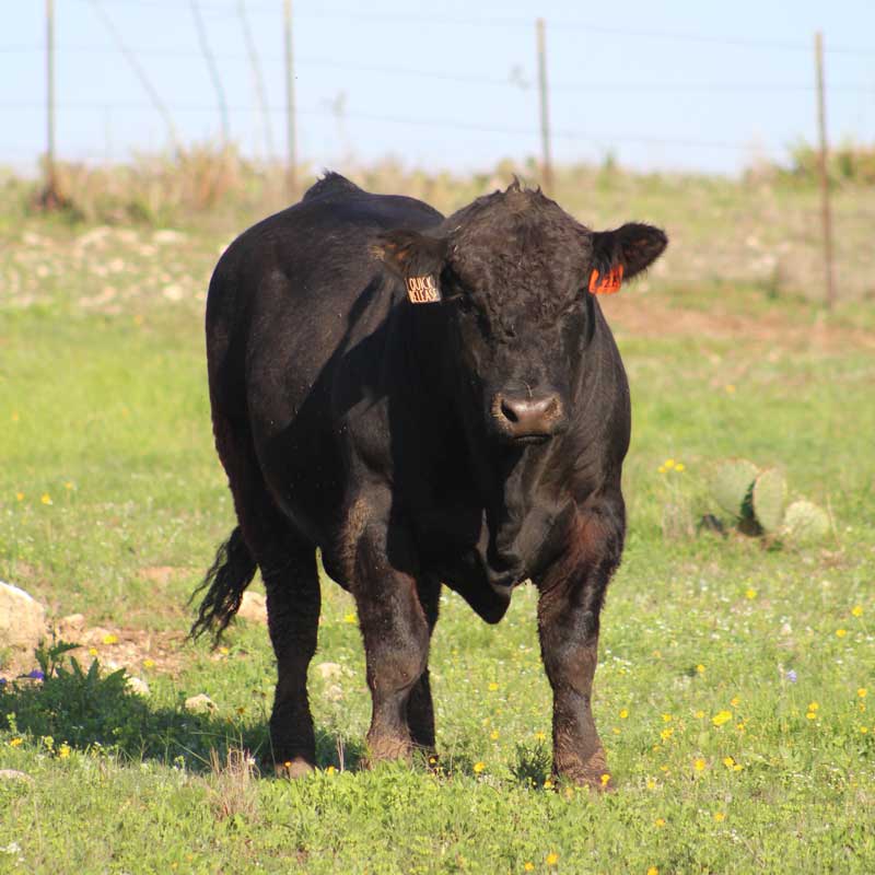 Rinderrassen für bestes Steak - Black Angus