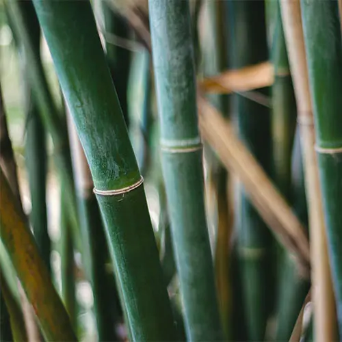 Bambus - der Rohstoff für BAMBUKO Grillbriketts von McBrikett