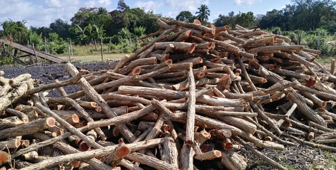 Bild_Holzkohle_Marabu_holz_natur