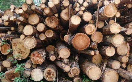 Natur_holz_räucherholz
