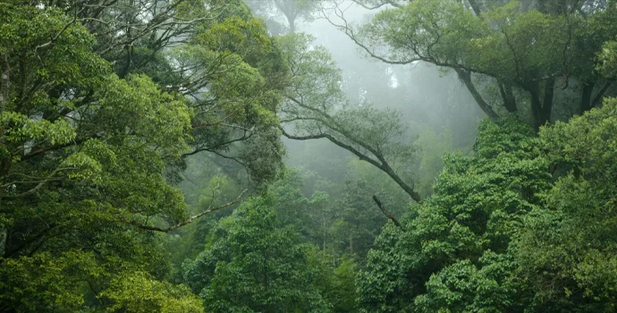 McBrikett_bäume_pflanen_natur_umweltfreundlich