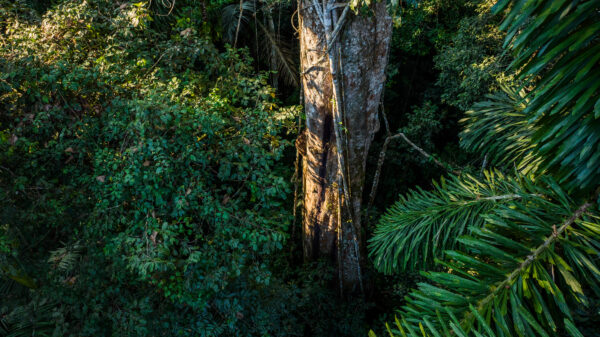Regenwald schützen – Bild 7