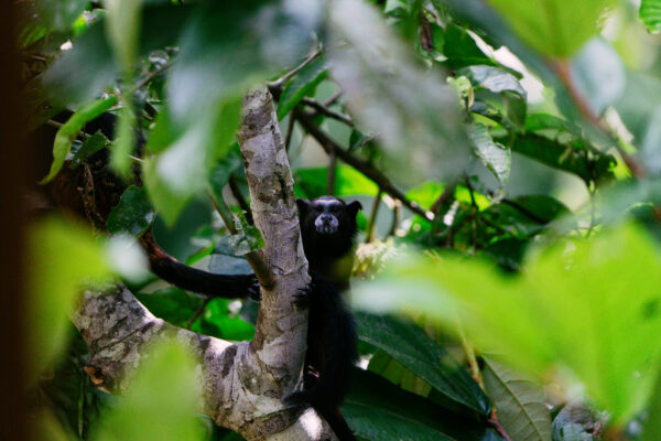 Regenwald schützen – Bild 2